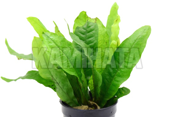 ミクロソリウム プテロプス CF クリスタータ