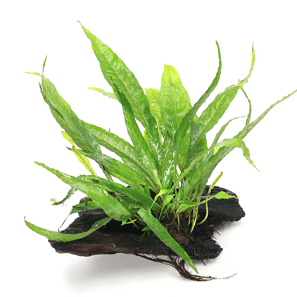 ミクロソリウム プテロプス