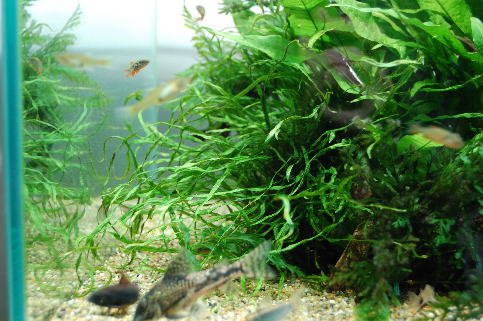 ミクロソリウム 本ナロー