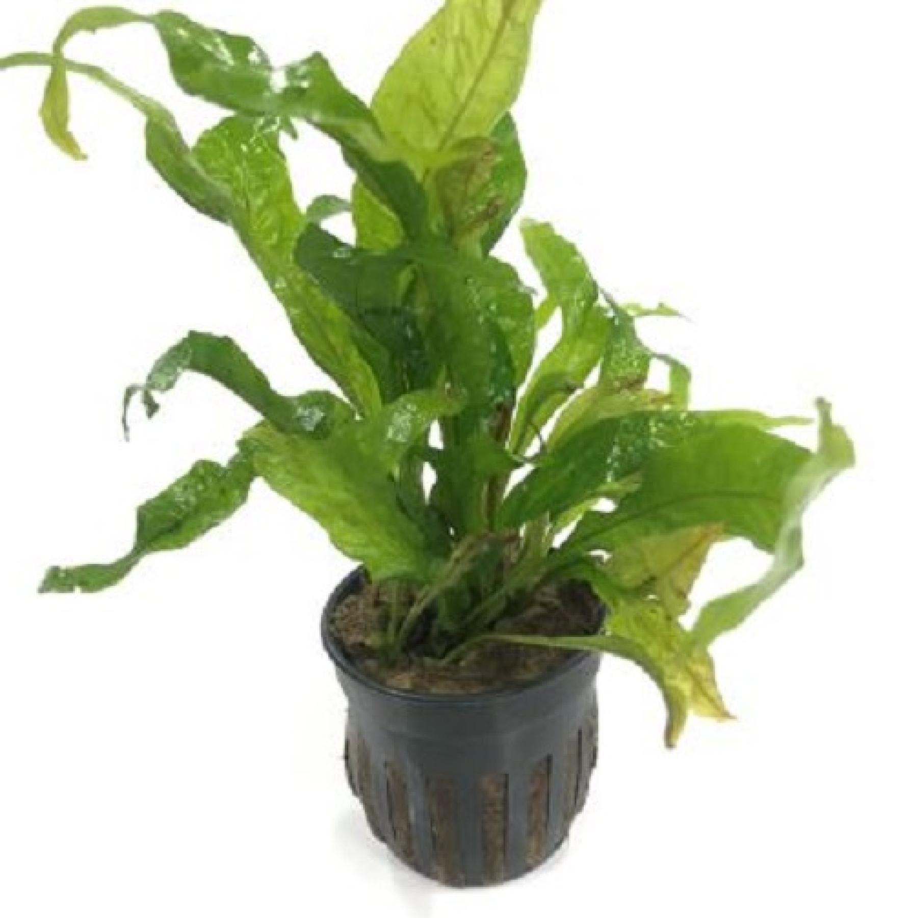 ミクロソリウム 'ロウアエ イキ'