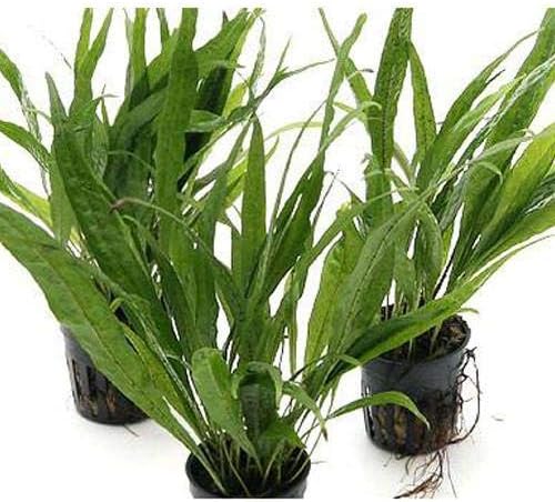 ミクロソリウム sp. ソードリーフ