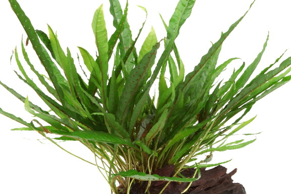 ミクロソリウム・プテロプス