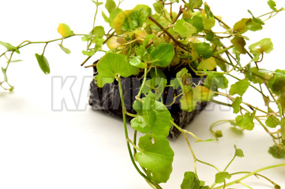 ミニ カルダミネ リラタ