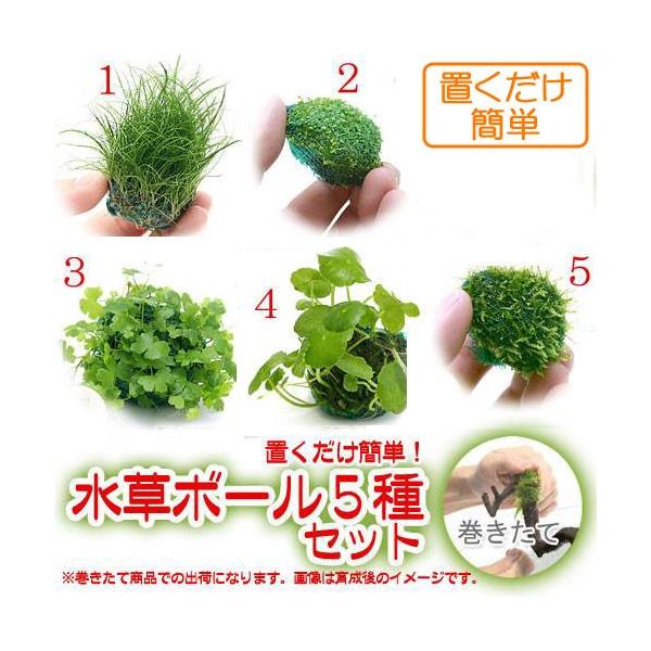 ミニ キューバパールグラス