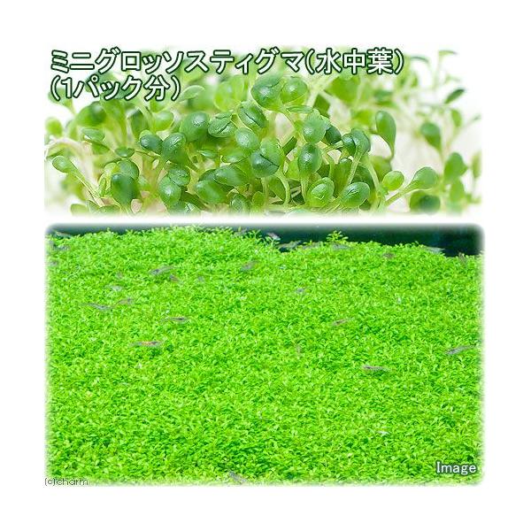 ミニ グロッソスティグマ