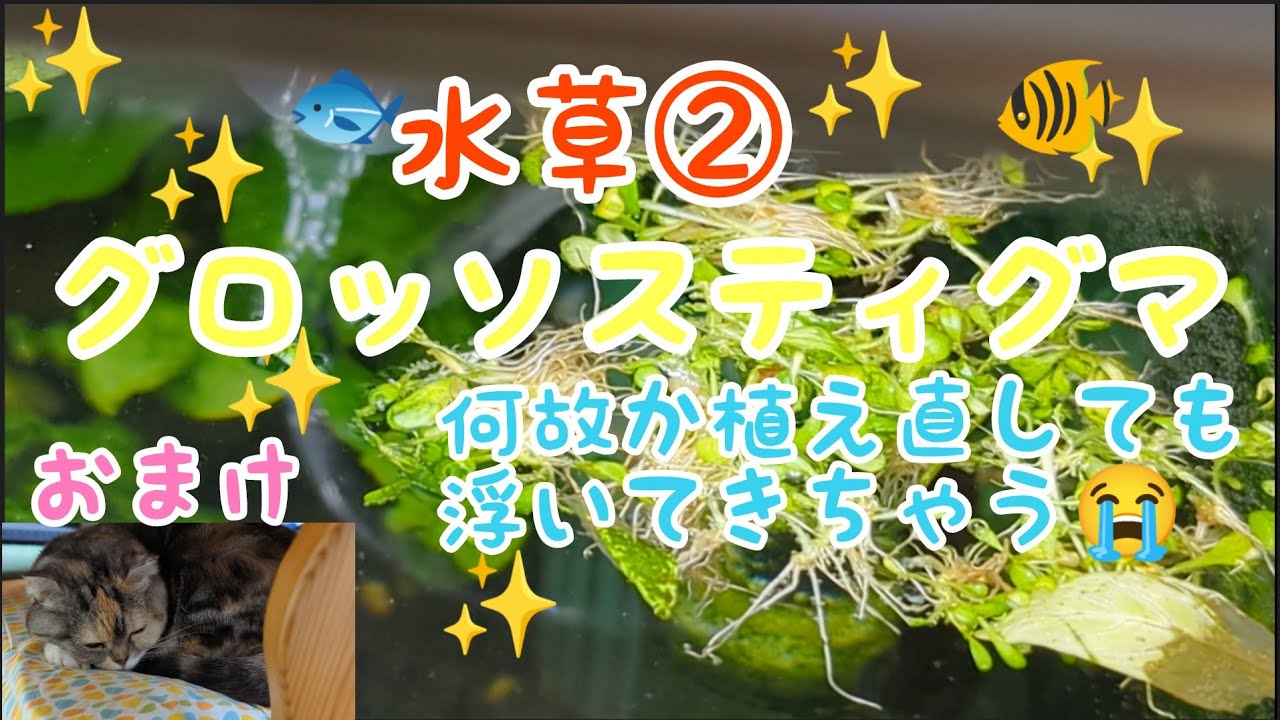 ミニ グロッソスティグマ