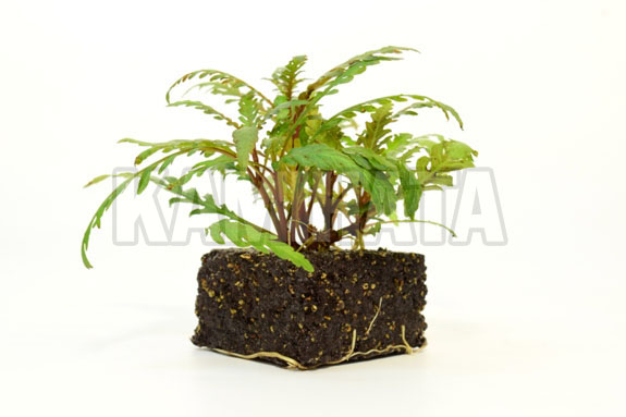 ミニ ハイグロピンナティフィダ