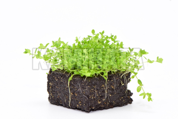 ミニ パールグラス