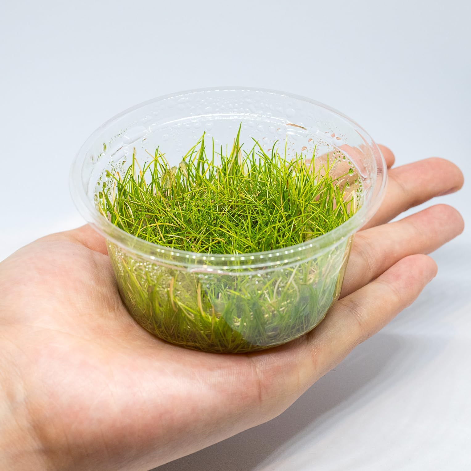 ミニ ヘアーグラス ショート