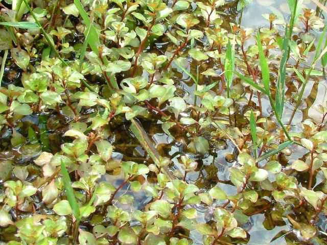 ミニ ミズユキノシタ