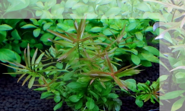 ミニ ルドウィジア ブレビペス