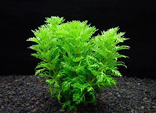 ミリオフィラム マトグロッセンセ