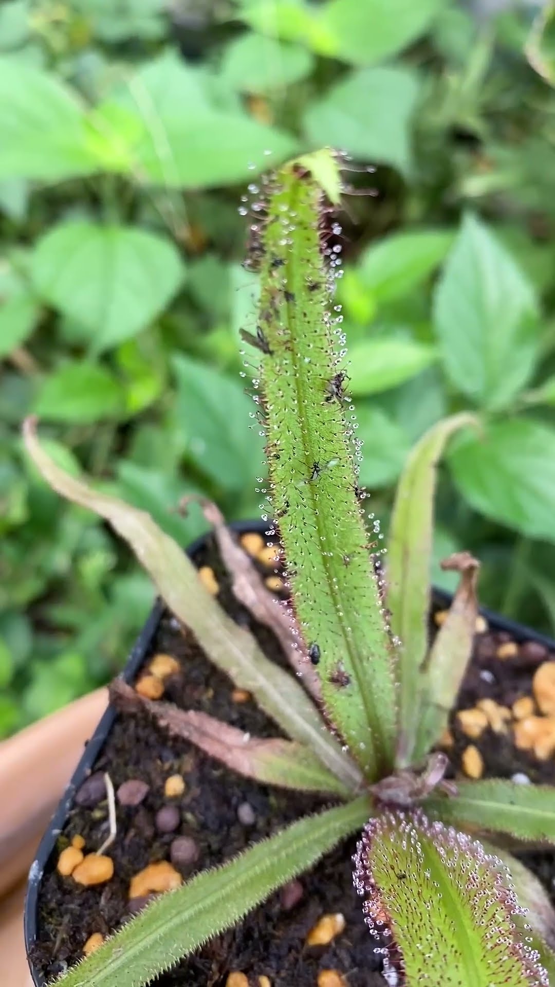 モウセンゴケ アデラエ