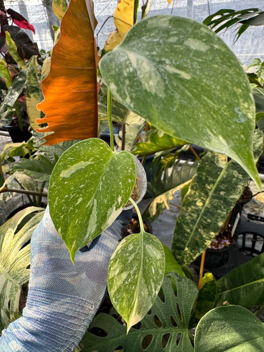 モンステラ デリシオーサ 'タイコンステレーション'