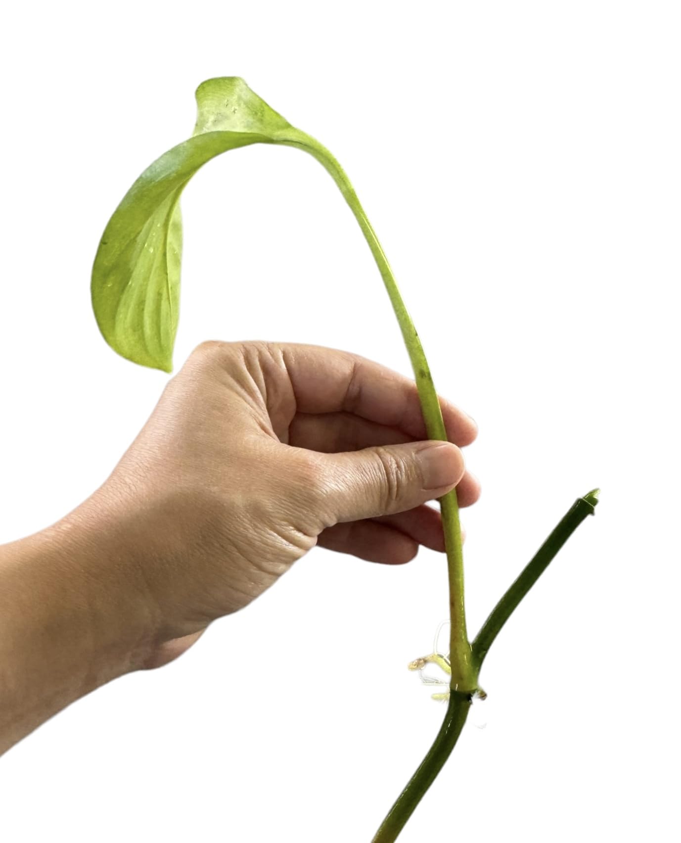 ヤマサキカズラ