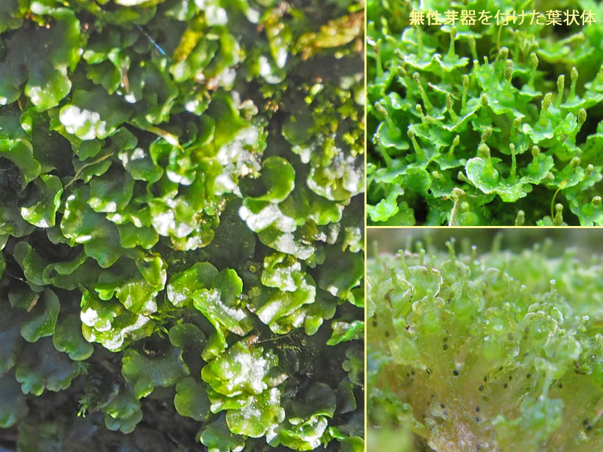 ヤワラゼニゴケ