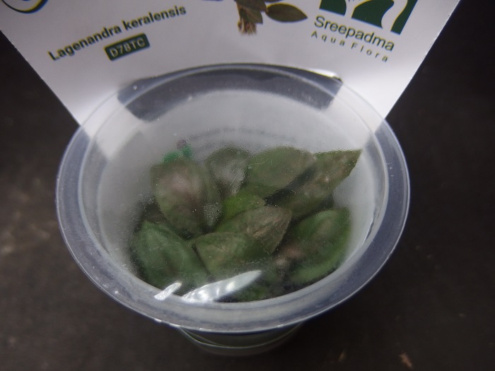 ラゲナンドラ ケラレンシス