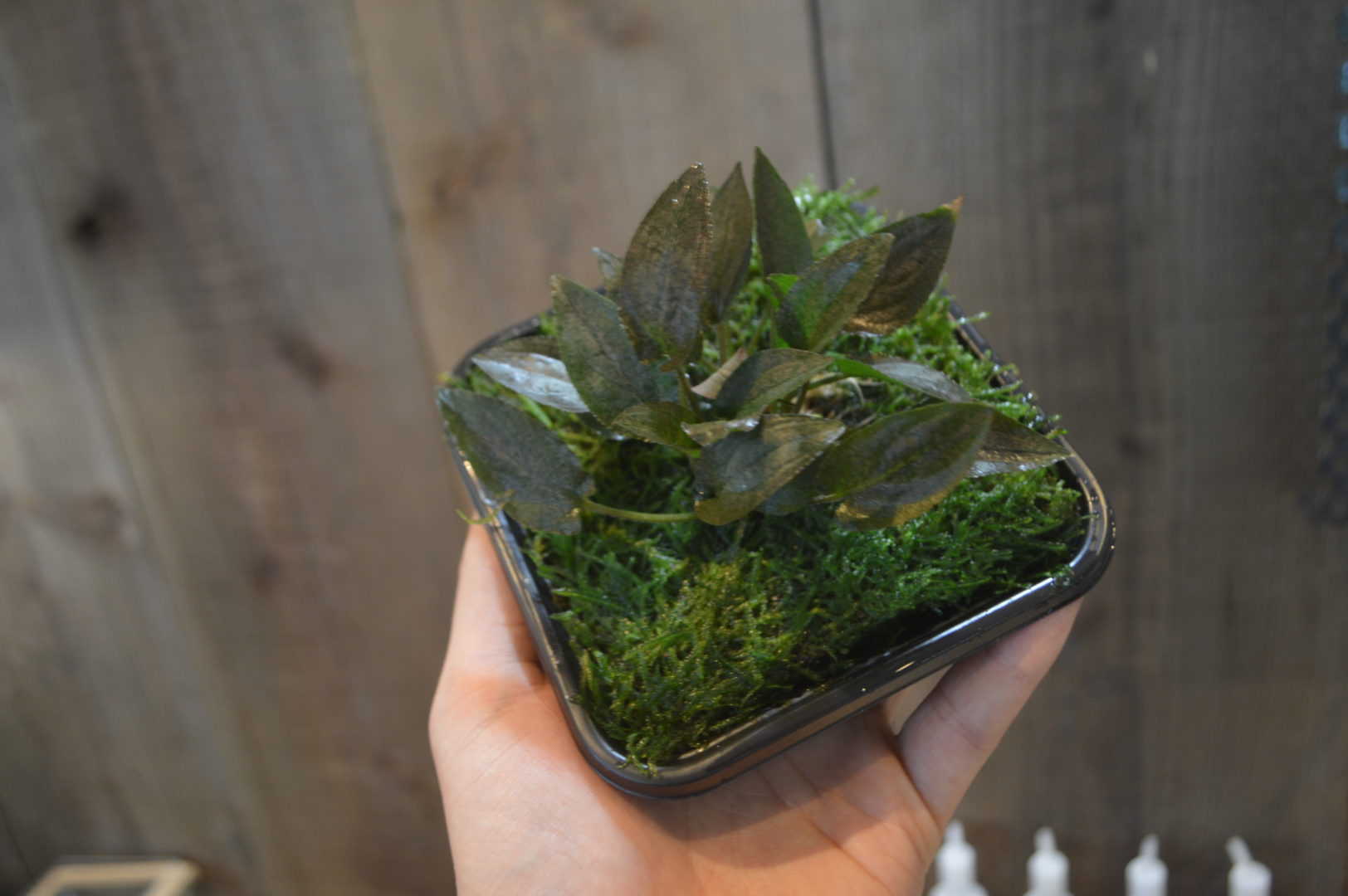 ラゲナンドラ ブリーディングハート