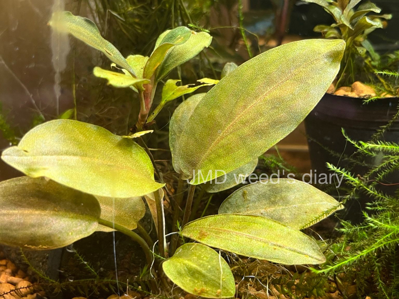 ラゲナンドラ ミーボルディ グリーン