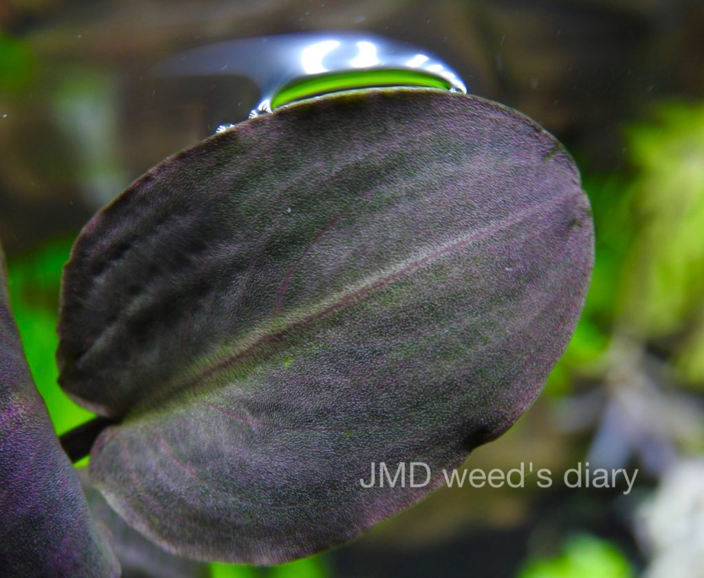 ラゲナンドラ ミーボルディ シルバーパウダー