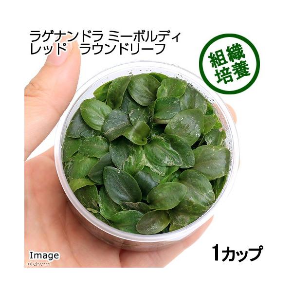 ラゲナンドラ ミーボルディレッド ラウンド