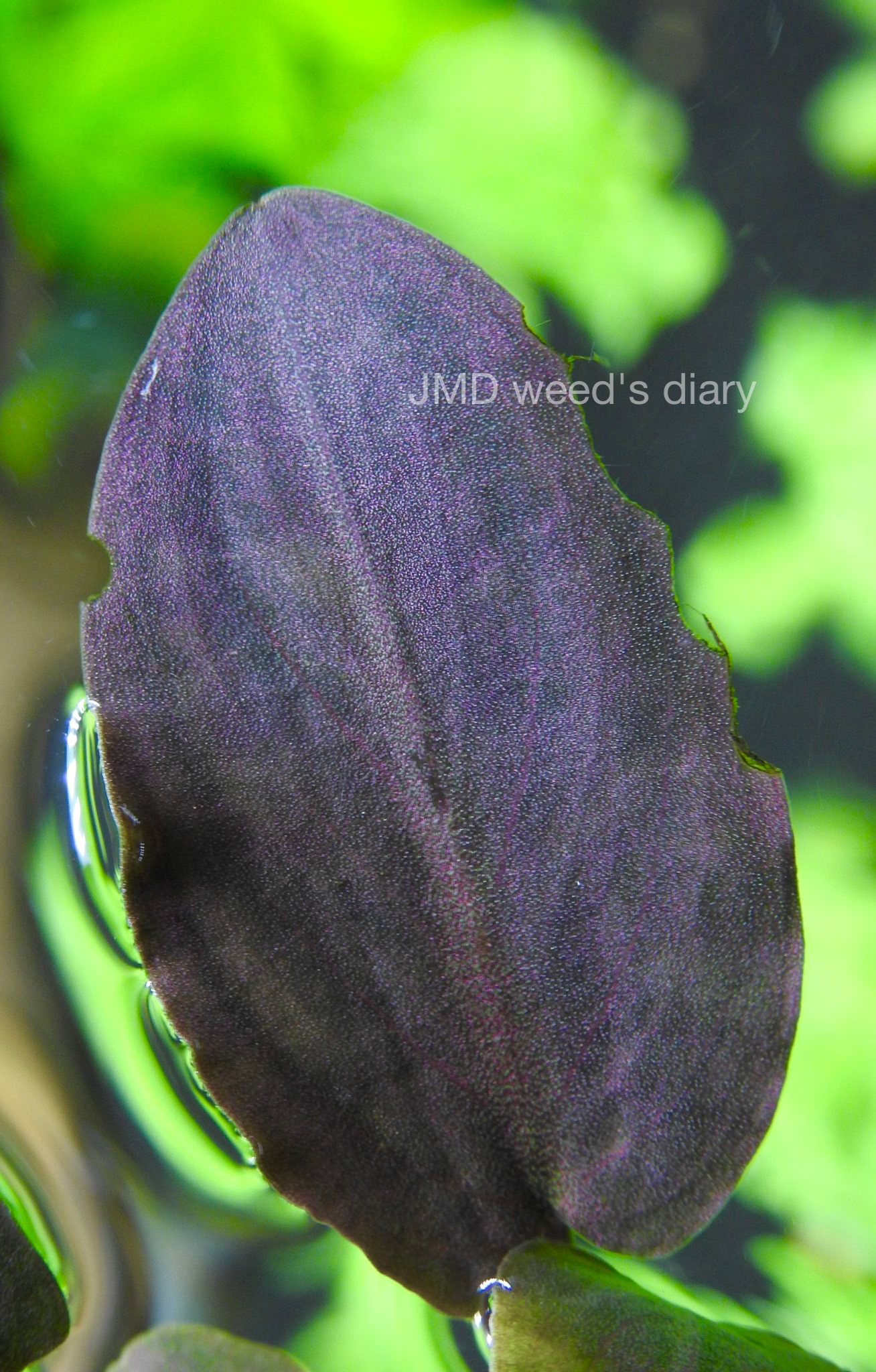 ラゲナンドラ ミーボルディレッド