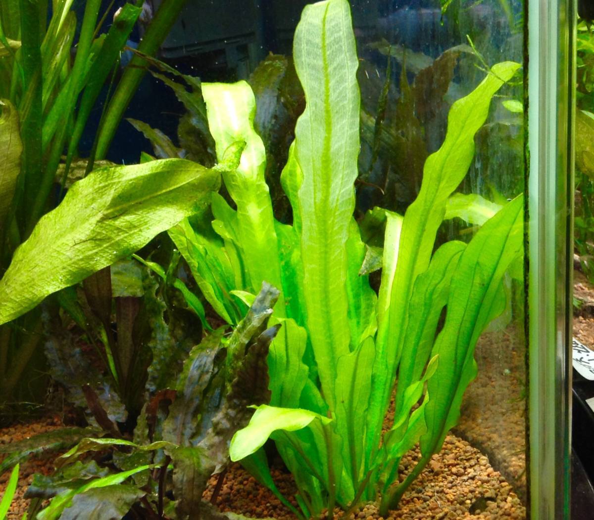 ラッフルソード