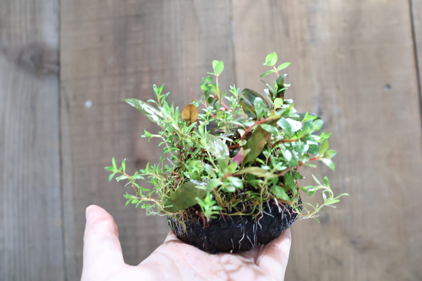 ラヌンクルス イヌンダタス