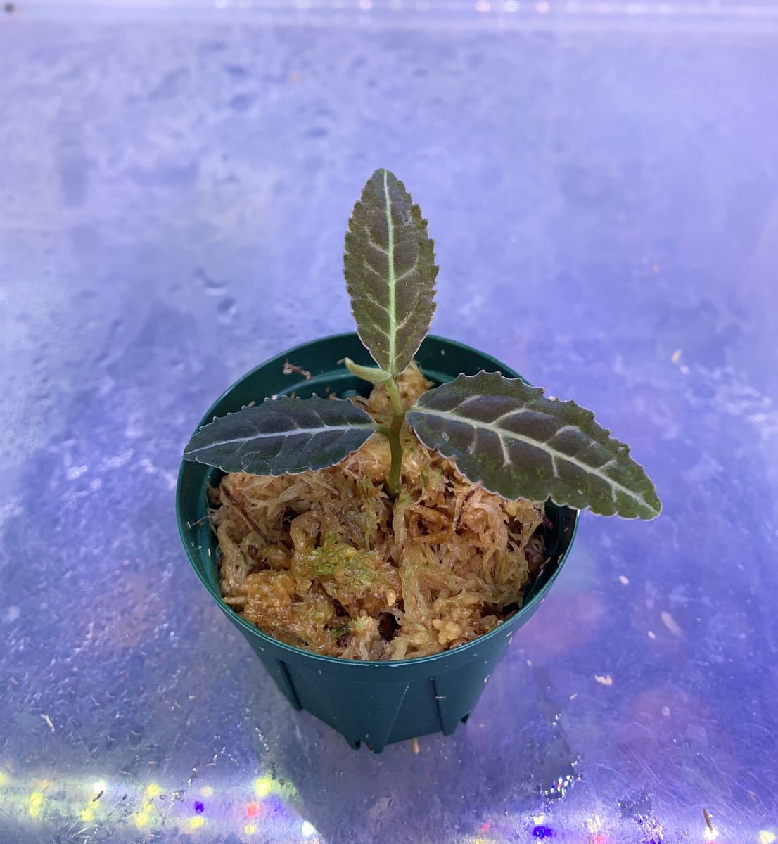 ラビシア sp. ブラックスマトラ