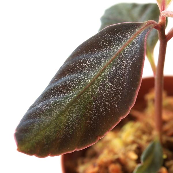 ラビシア sp. 'Fuchsia line'