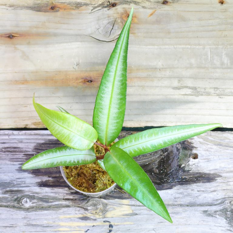 ラビシア sp. 'Fuchsia line'