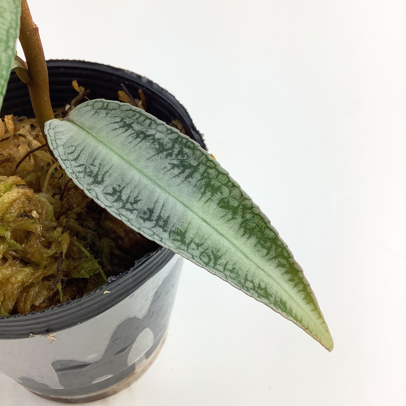 ラビシア sp. Narathiwat