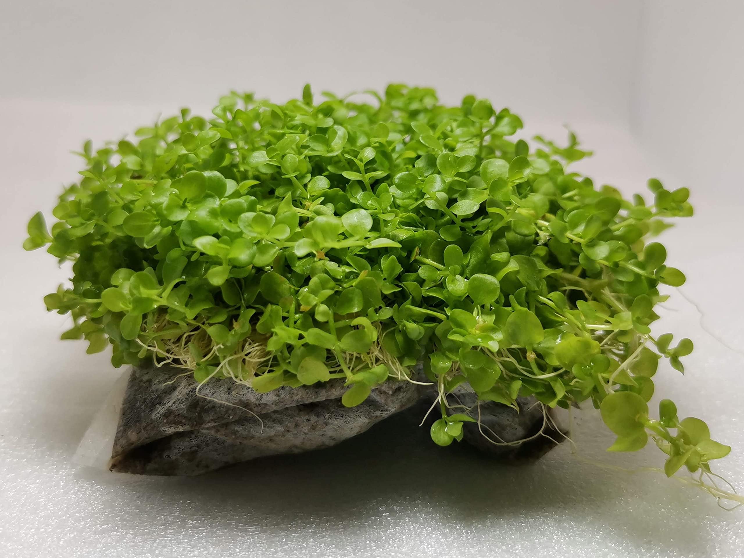 ラージパールグラス