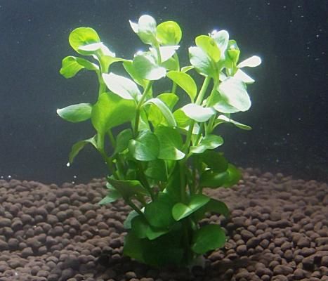 リシマキア ゴールデン