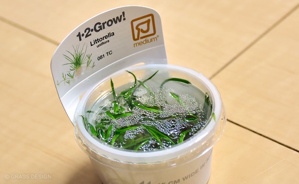 リトレラ ウニフローラ