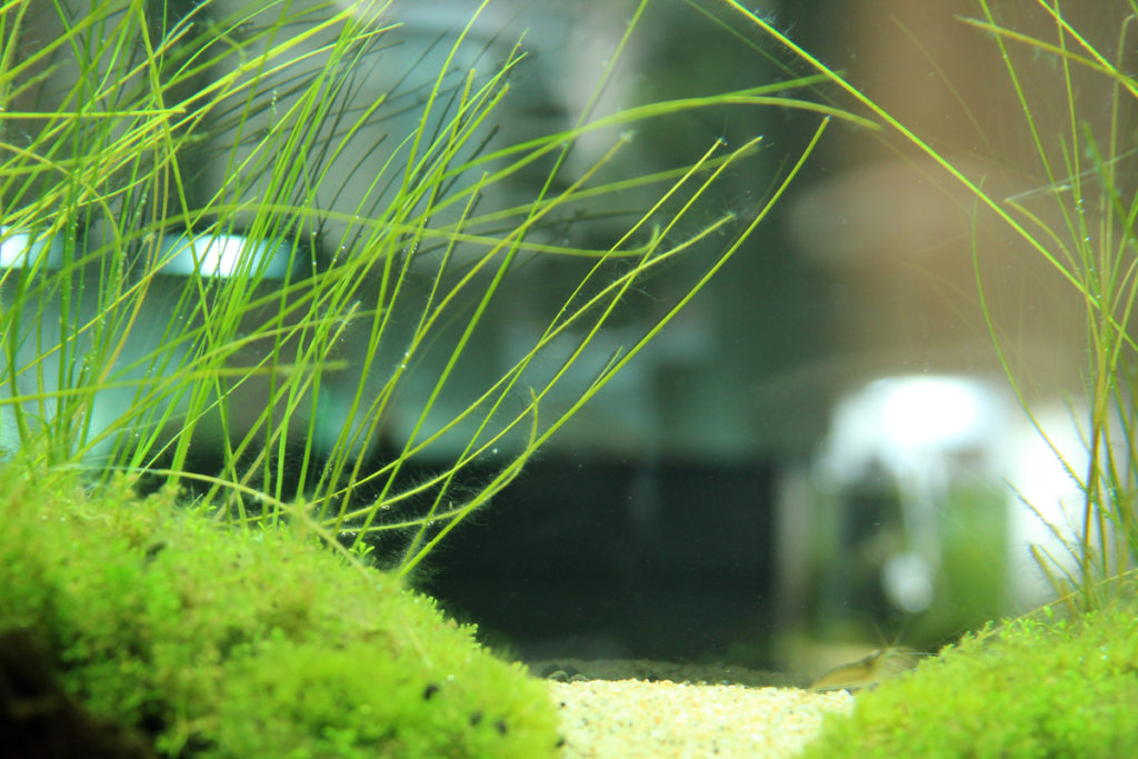 リムノフィラ アクアチカ sp. ドワーフ