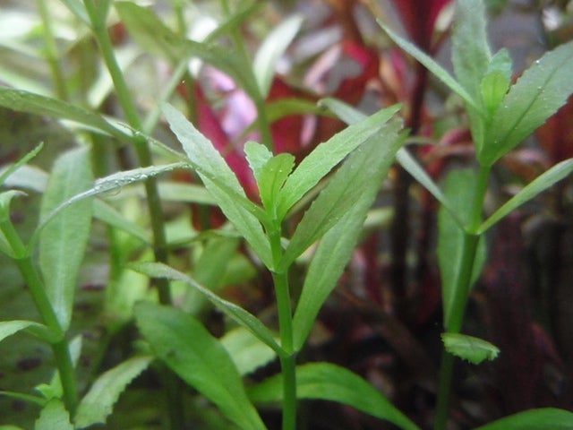 リムノフィラ アロマティカ ミニ