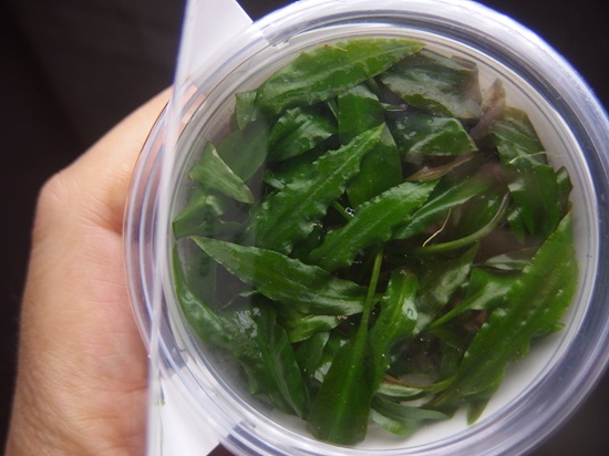 リムノフィラ アロマティコイデス ハイブリッドパープル