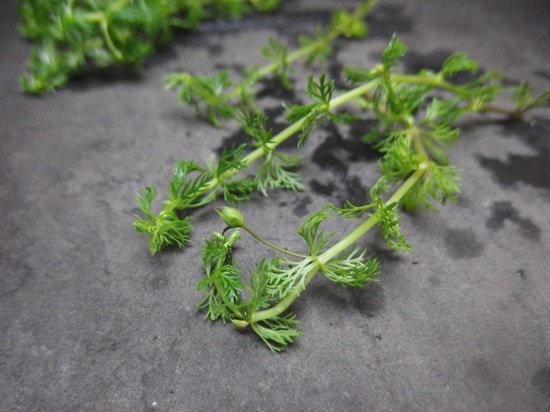 リムノフィラ インディカ