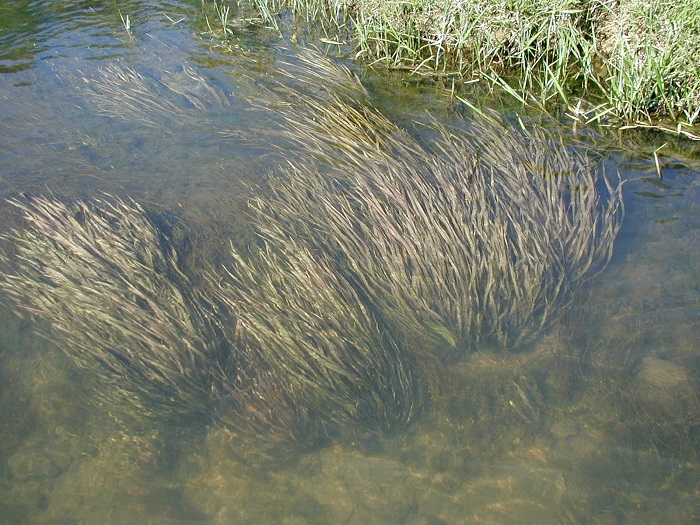 リムノフィラ ヘテロフィラ