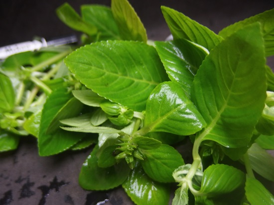 リムノフィラ ルゴーサ