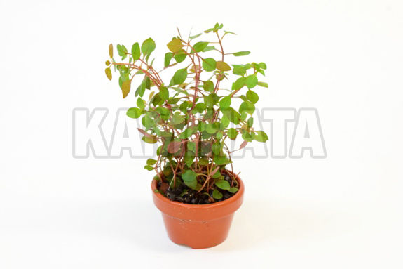 ルド スーパーレッド