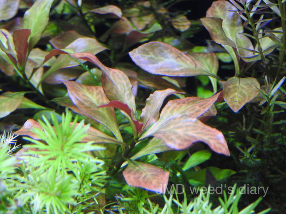 ルドウィジア アトランティス