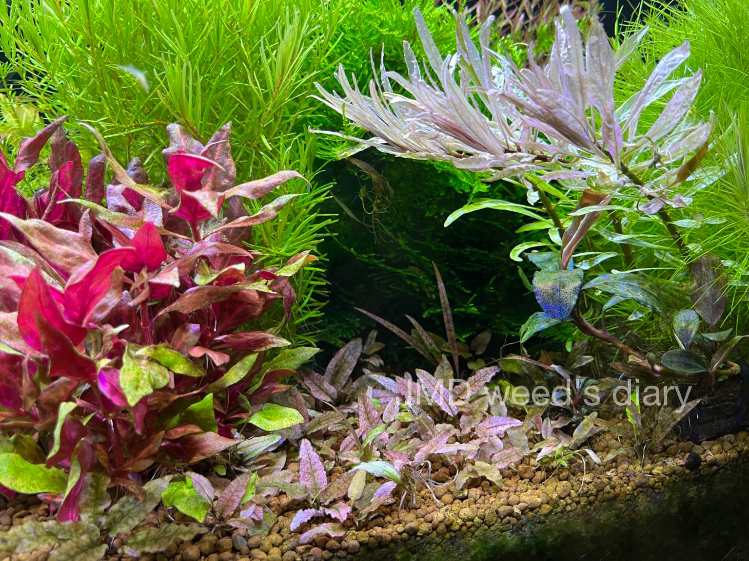 ルドウィジア インクリ 'ダークオレンジ'