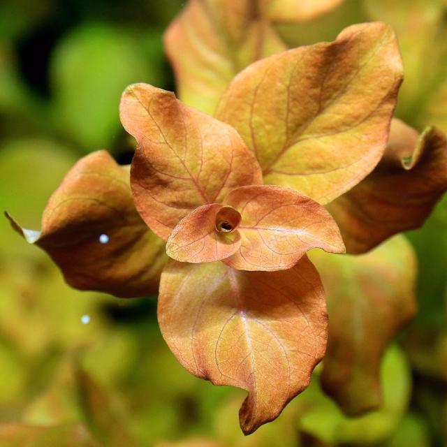 ルドウィジア オバリス