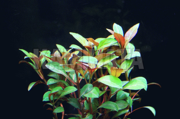 ルドウィジア グランデュローサ