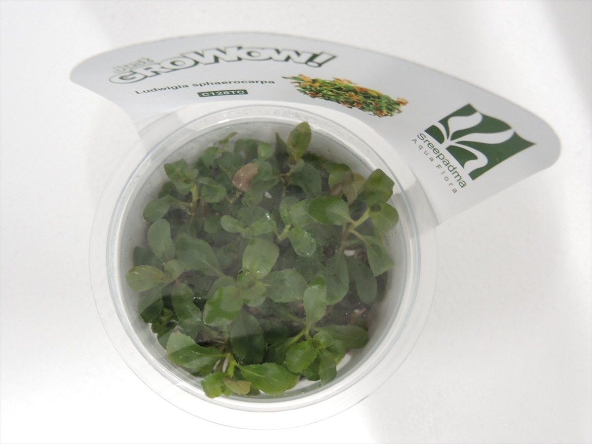 ルドウィジア スファエロカルパ