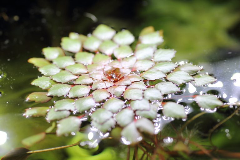 ルドウィジア セディオイデス