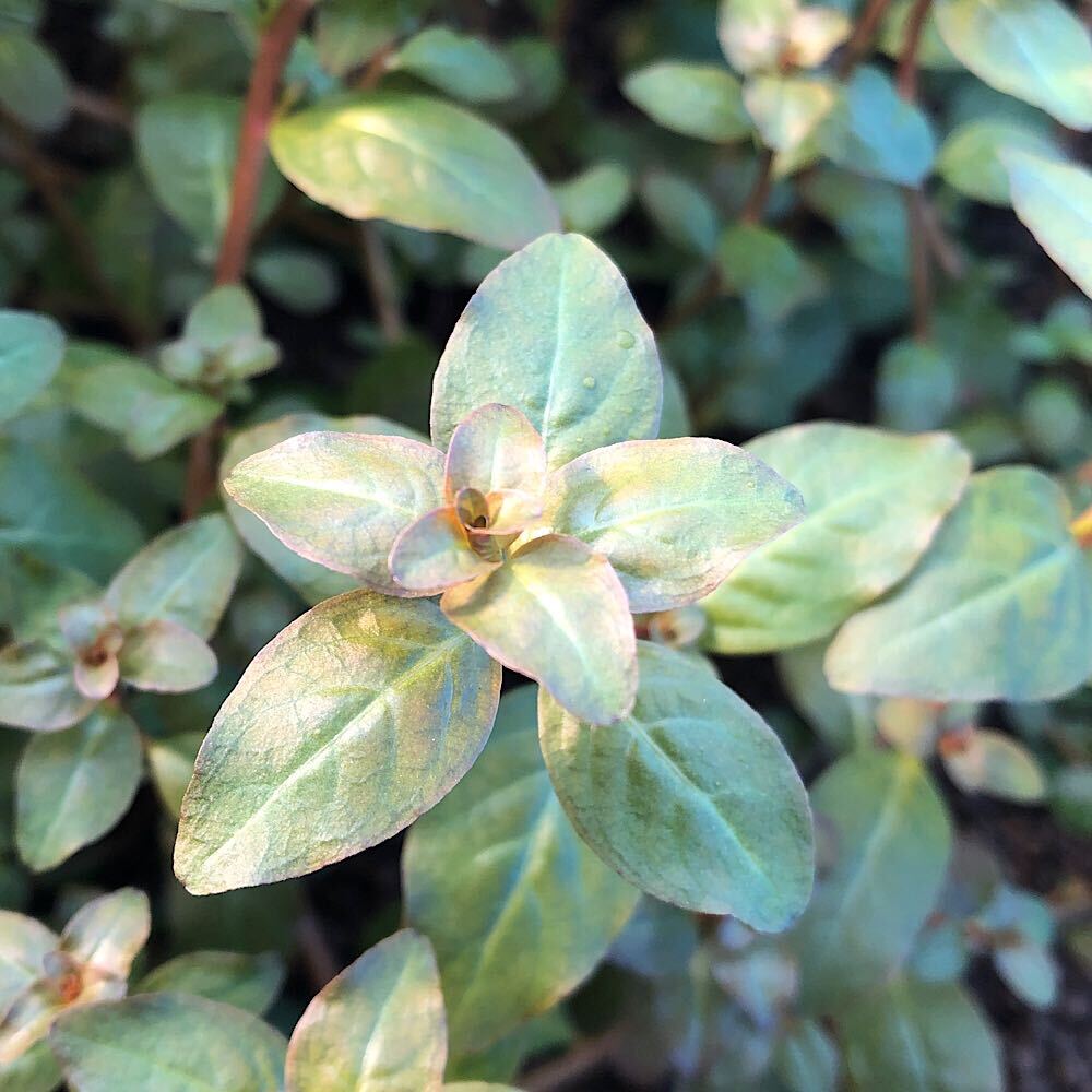 ルドウィジア セネガレンシス ギニアンルド