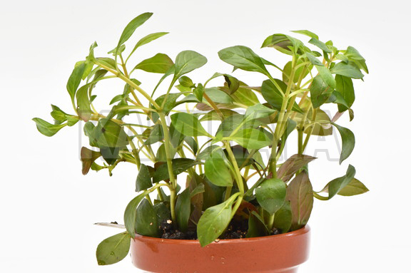 ルドウィジア ナタンス